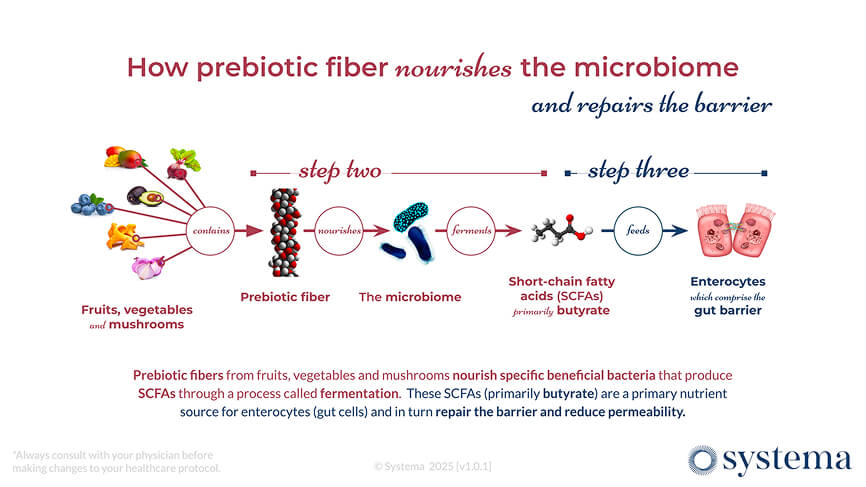 Prebiotic chart
